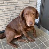 ラブラドールレトリバー