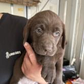 ラブラドールレトリバー