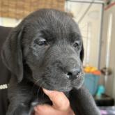 ラブラドールレトリバー