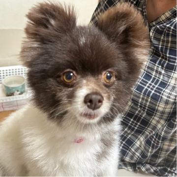 ぽめらにあん様 確認用ページ （犬 × 埼玉県 × ポメラニアンの里親募集  