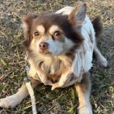 チワワ(ロング)