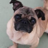 パグ
