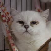 ブリティッシュショートヘア