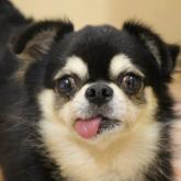 チワワ(ロング)