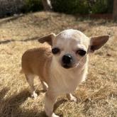 チワワ(スムース)