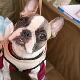 フレンチブルドッグ