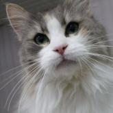 ノルウェージャンフォレストキャット