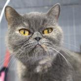 ブリティッシュショートヘア