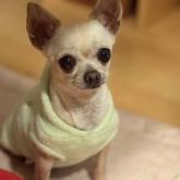 チワワ(スムース)