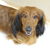 スタンダードダックスフンド(ロング)