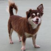 チワワ(ロング)