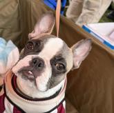 フレンチブルドッグ