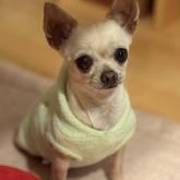 チワワ(スムース)