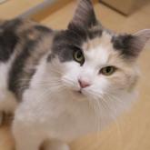 ノルウェージャンフォレストキャット