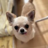 チワワ(ロング)