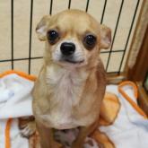 チワワ(スムース)