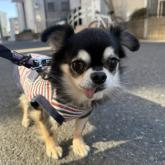 チワワ(ロング)