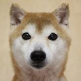 柴犬