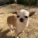 チワワ(スムース)