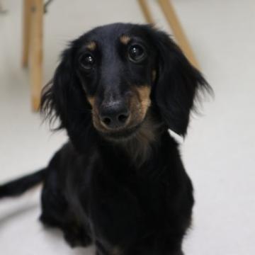 犬 茨城県 ミニチュアダックスフンド ロング の里親募集一覧 ハグー みんなのペット里親情報