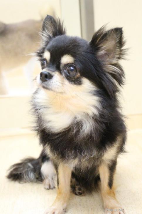 犬の里親募集】千葉県・チワワ(ロング)・つぶあんちゃん 推定5才