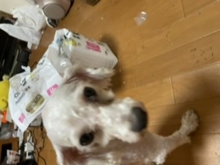 犬の里親募集 栃木県 トイプードル トイプードル譲ります ハグー みんなのペット里親情報 Id 2103