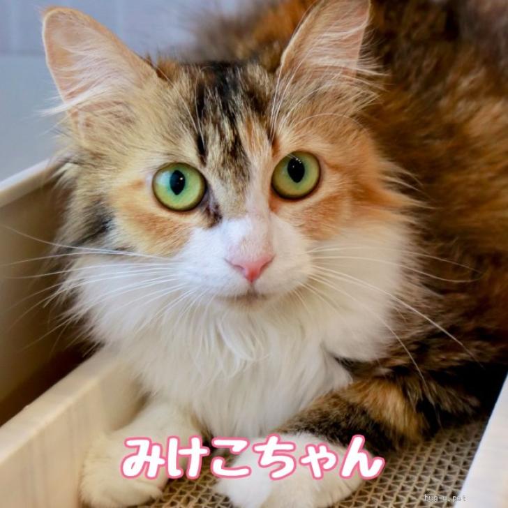 猫の里親募集】奈良県・雑種・【6/21譲渡会】みけこちゃん（1匹飼い