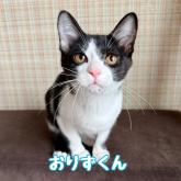 雑種