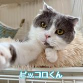 スコティッシュフォールド