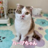 スコティッシュフォールド