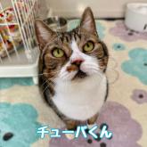 スコティッシュフォールド