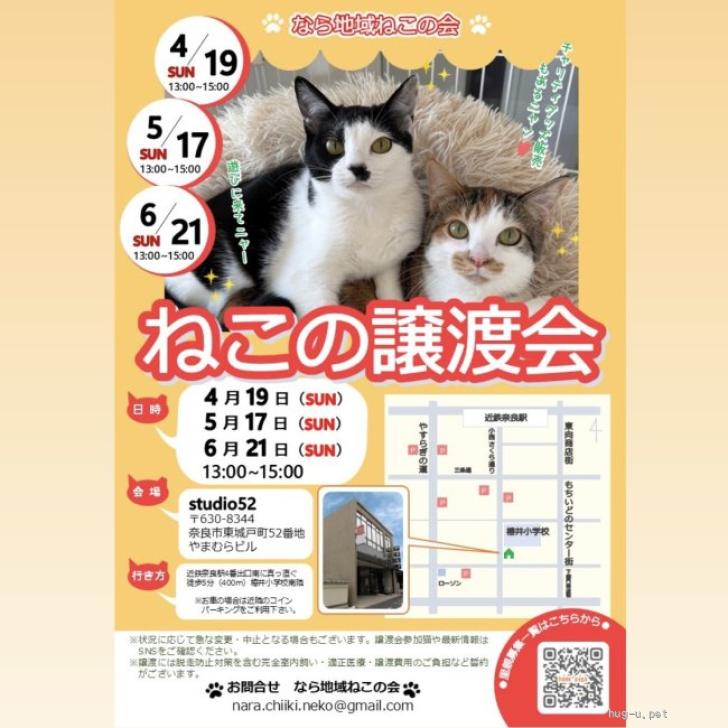 猫の里親募集】奈良県・雑種・【5/17譲渡会】祝！FIP寛解！ちょびくん