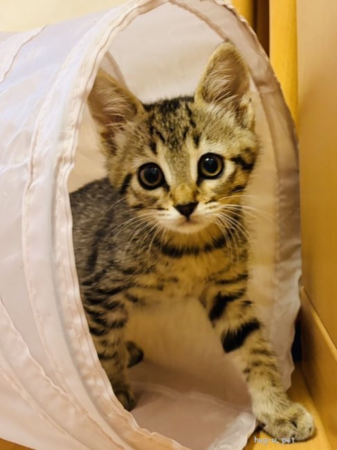 猫の里親募集】神奈川県・雑種・3月末産まれ 可愛い三毛猫ナルちゃん