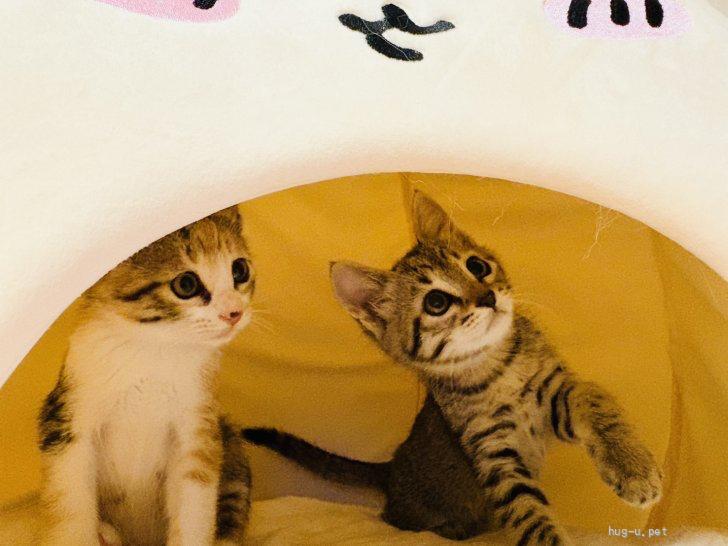 猫の里親募集】神奈川県・雑種・3月末産まれ 可愛い三毛猫ナルちゃん