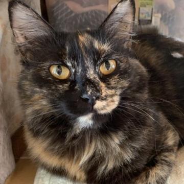 猫 福島県の里親募集一覧 ハグー みんなのペット里親情報