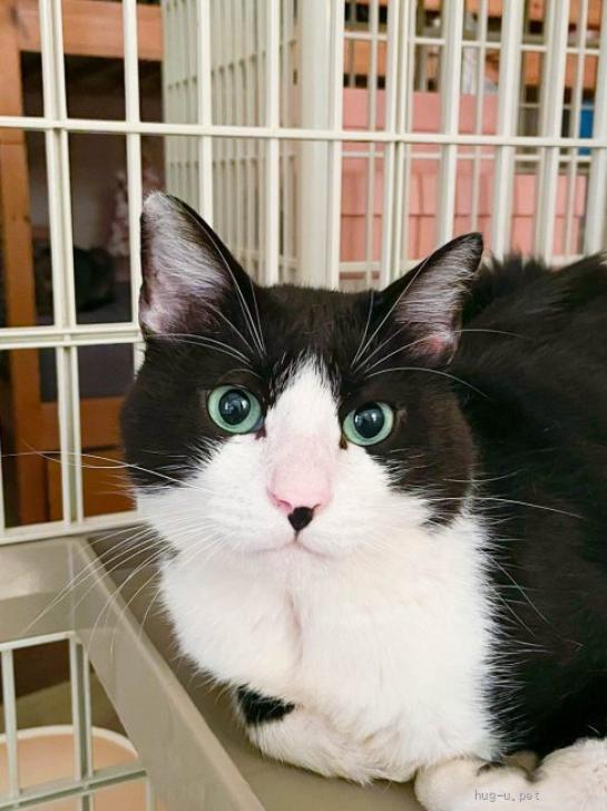 猫の里親募集】東京都・雑種・奄美大島出身のハチワレ食いしん坊（ID