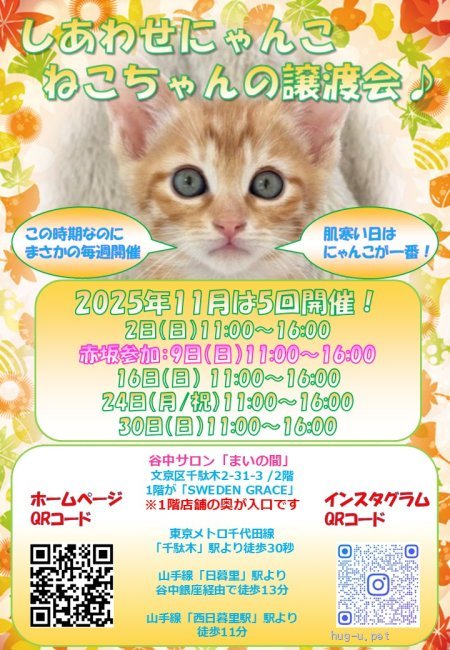 譲渡会 しあわせにゃんこ猫ちゃんの譲渡会IN谷根千「まいの間」(東京