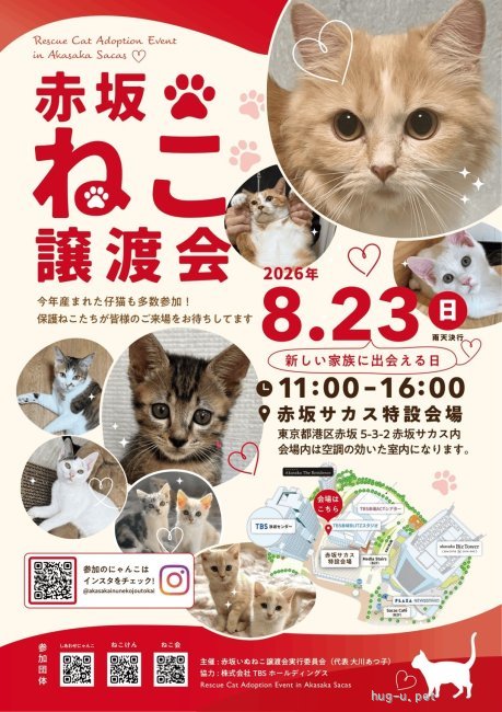 譲渡会 しあわせにゃんこ猫ちゃんの譲渡会IN赤坂ねこ譲渡会(東京都