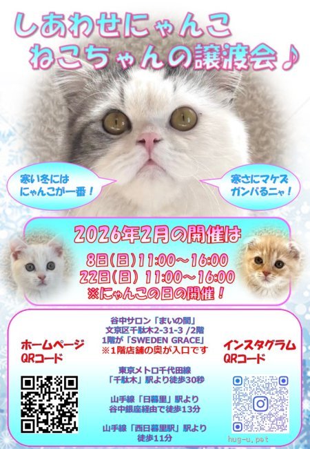 譲渡会 しあわせにゃんこ猫ちゃんの譲渡会IN谷根千「まいの間」(東京