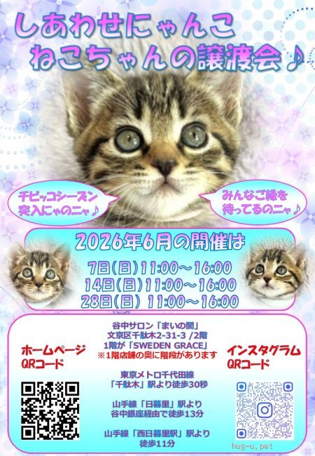 そら様　ご検討　ネコちゃん 譲渡会 しあわせにゃんこ猫ちゃんの譲渡会IN谷根千「まいの間」(東京