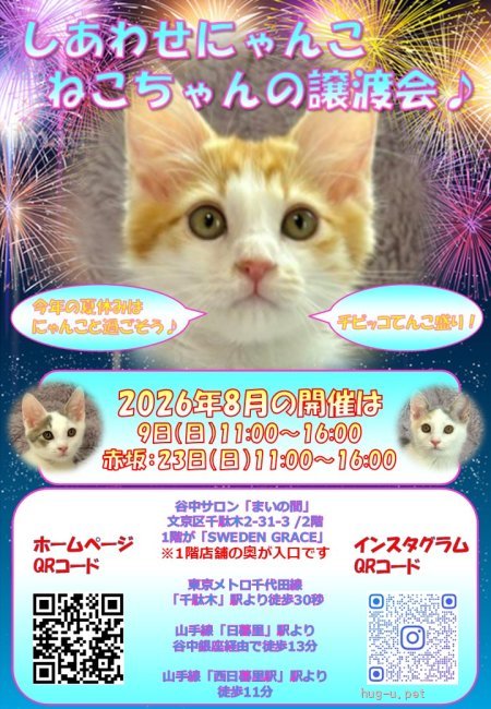 譲渡会 しあわせにゃんこ猫ちゃんの譲渡会IN谷根千「まいの間」(東京