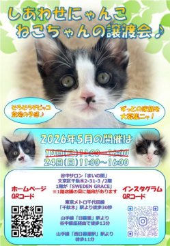 保護活動者：しあわせにゃんこ(東京都江戸川区)｜ハグー -みんなの
