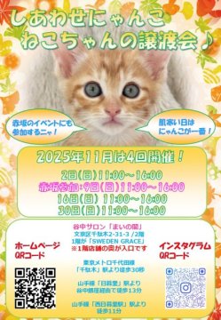 保護活動者：しあわせにゃんこ(東京都江戸川区)｜ペット一覧 全124件中