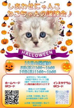 譲渡会 しあわせにゃんこ猫ちゃんの譲渡会IN谷根千「まいの間」(東京