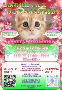 譲渡会 しあわせにゃんこ猫ちゃんの譲渡会IN谷根千「まいの間」(東京