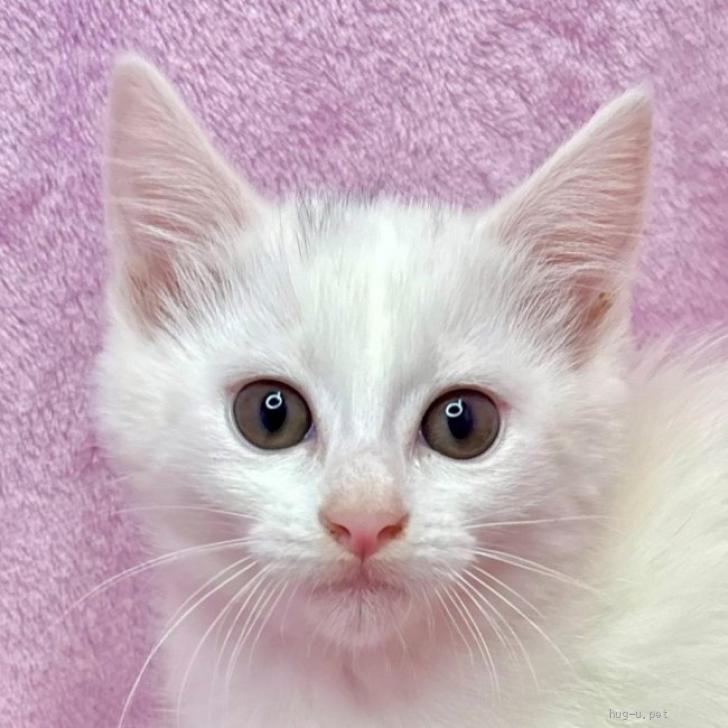 猫の里親募集】東京都・雑種・5/24譲渡会参加☆イケてるにゃんこ♪2