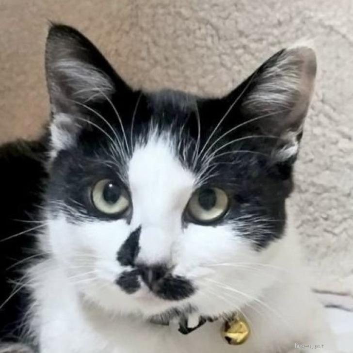 猫の里親募集】東京都・雑種・1/18（日）参加♪キリンなにゃんこ♪5