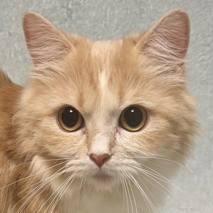 猫の里親募集】東京都・ラガマフィン・3/8譲渡会参加♪キラキラ