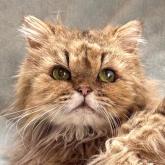 チンチラペルシャ