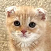 スコティッシュフォールド